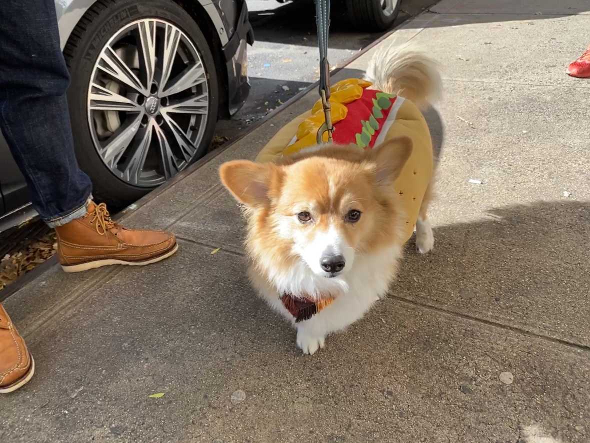 Photos: Fort Greene dog costume contest