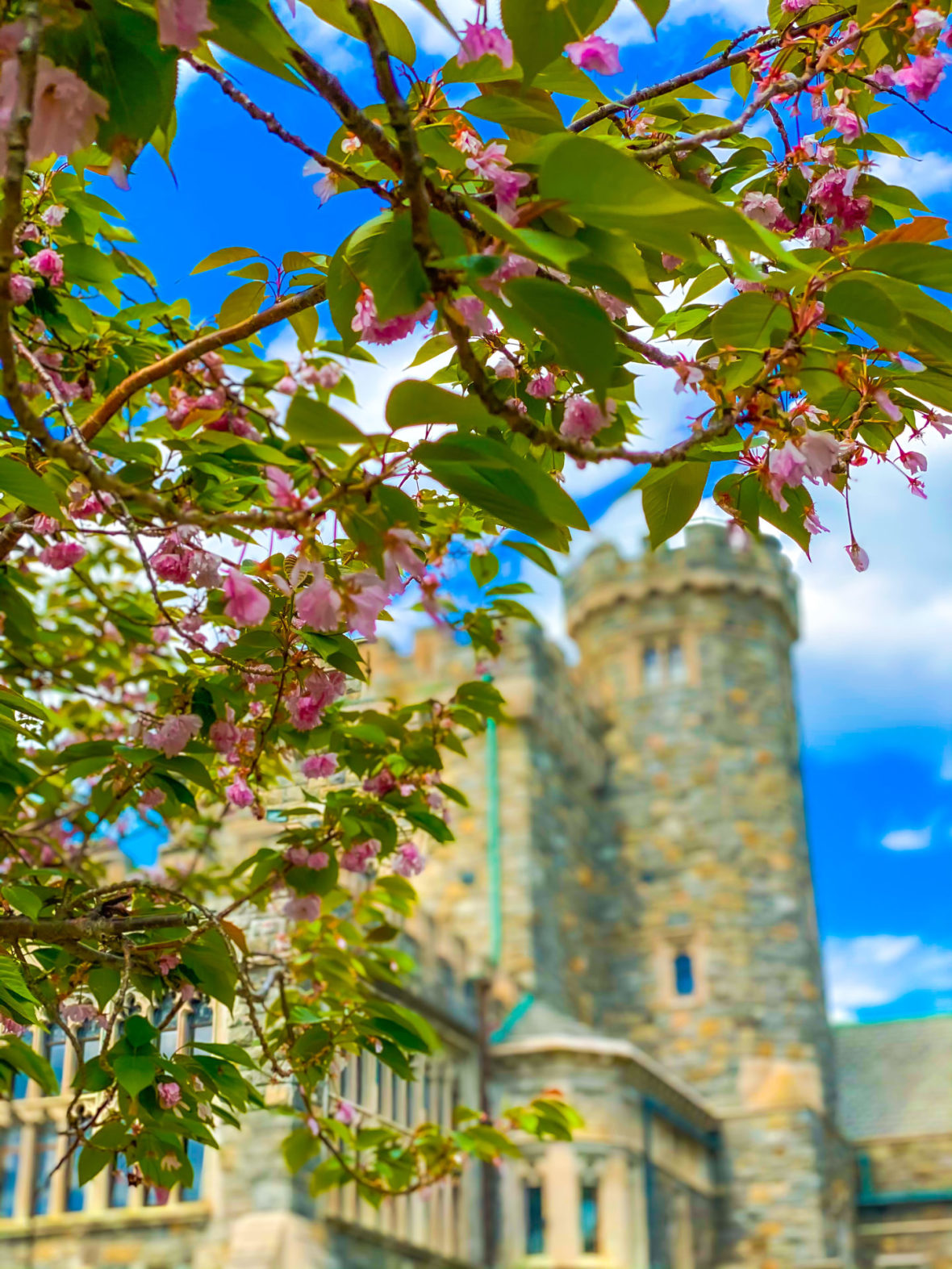 Pink budding blossoms on a tree at Sands Point Preserve