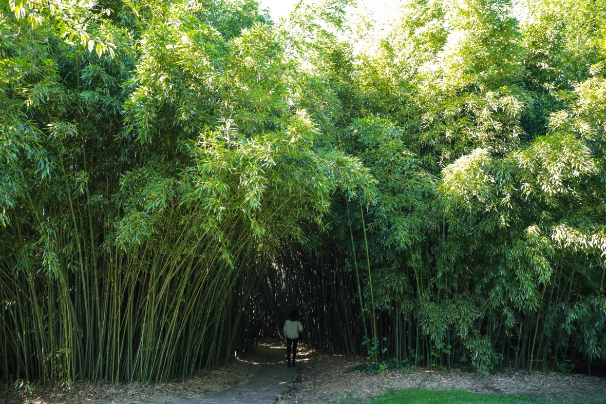 The Bamboo Trail at the Chinese Scholar's Garden 