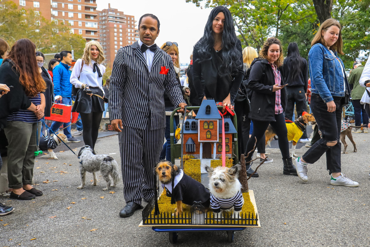 Addams Family, Thing Tries To Walk My Dogs