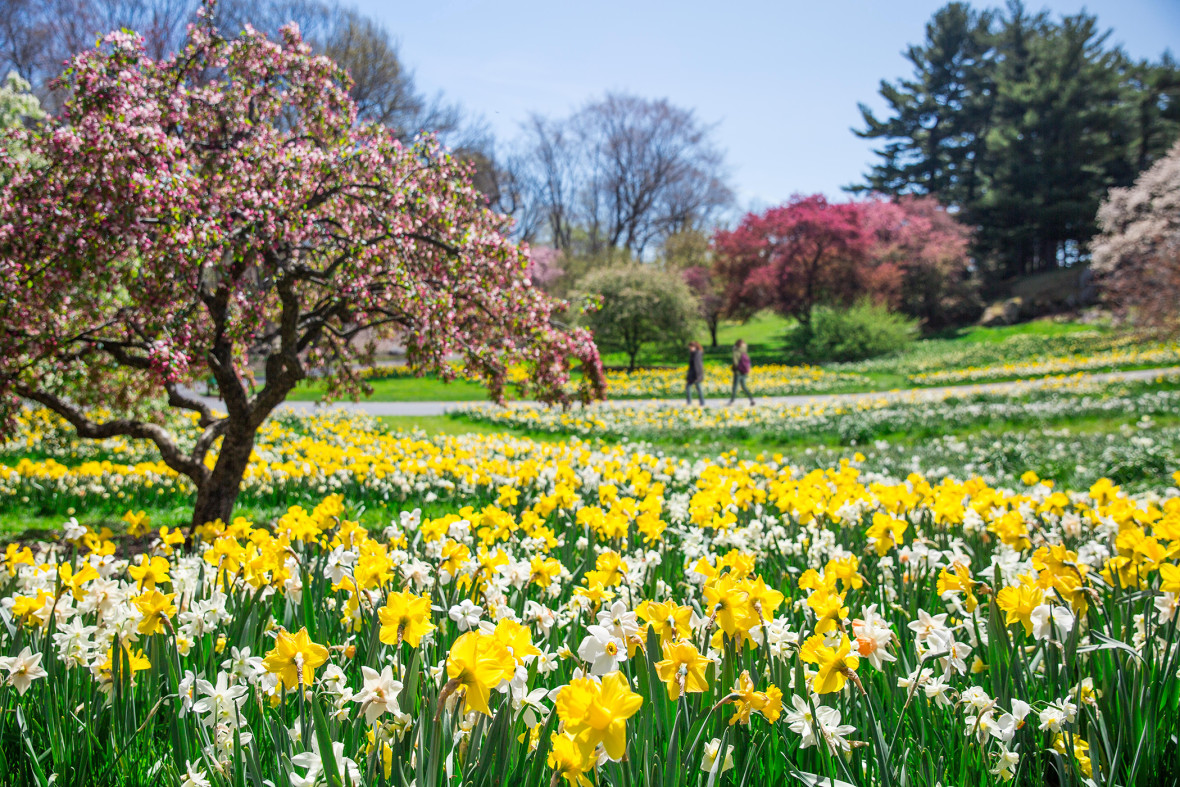 NYBG-DaffodilHill-01-MarlonCo