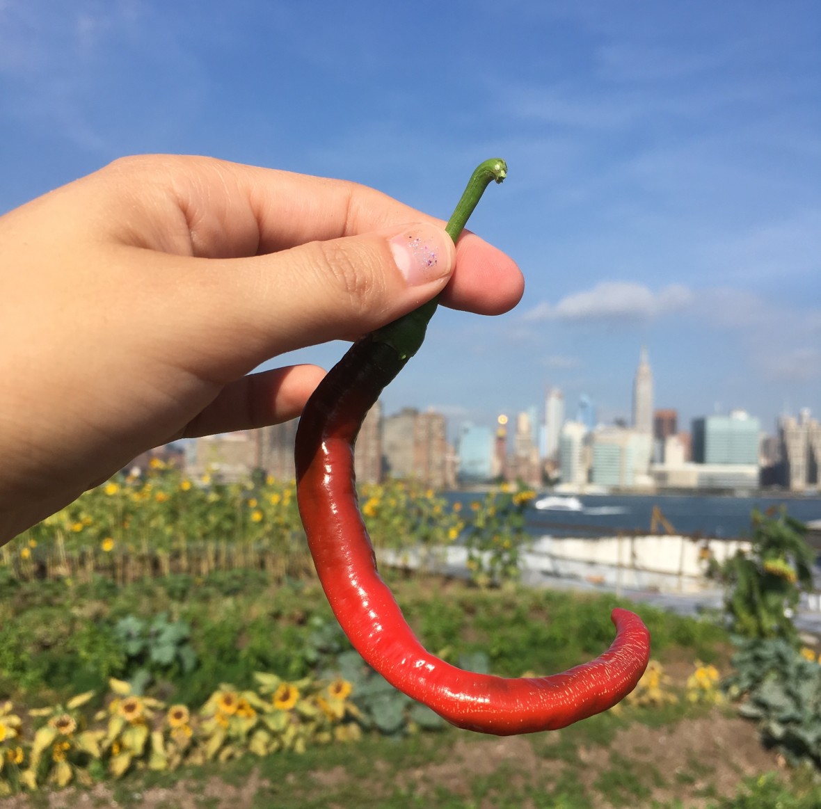 Hand holding long red pepper cultivated at Eagle Street Rooftop Farm with full garden and Manhattan skyline in background