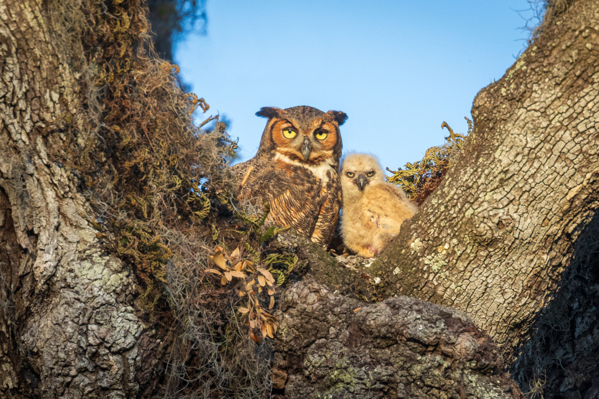 Great Horned Owl (Matthew Paulson on Flickr)