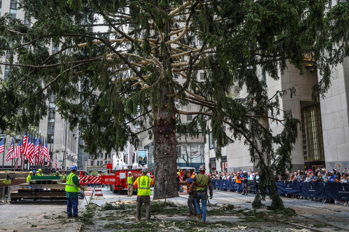 The 82-foot-tall Norway Spruce arrived on November 12th 