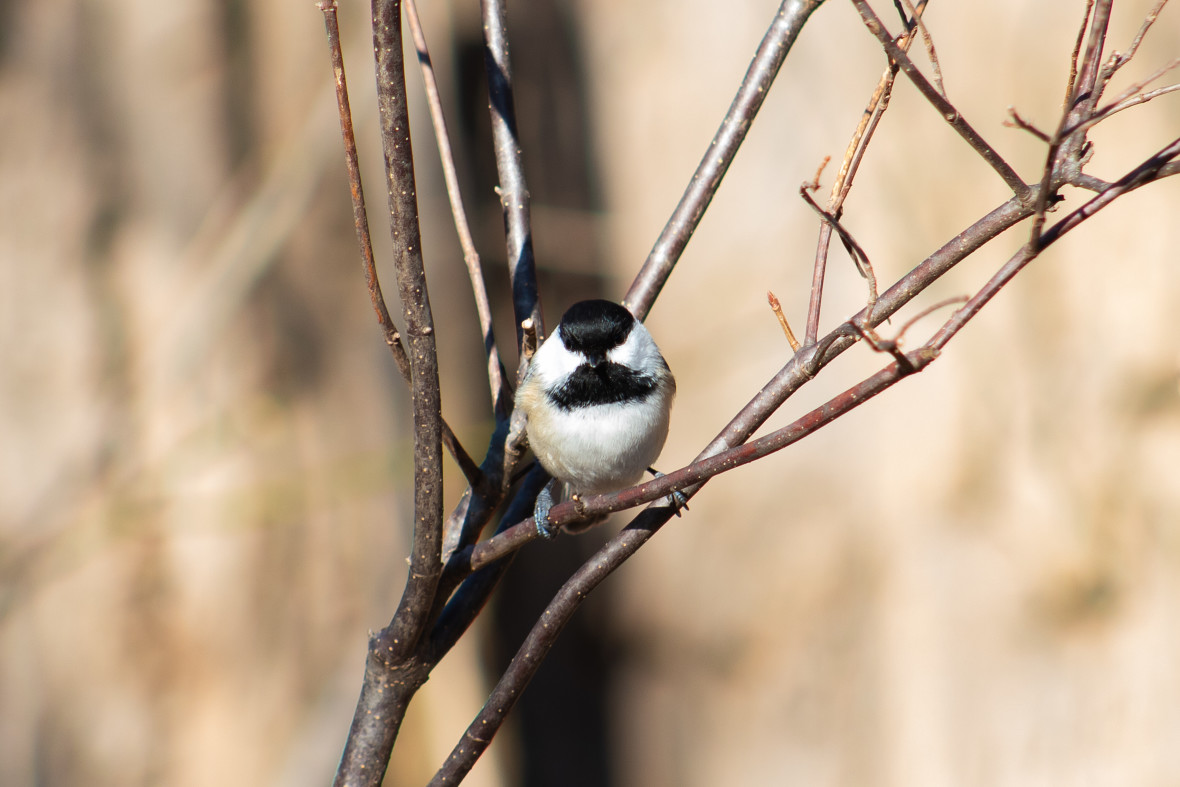 Black-capped chickadee PBP (Ryan Mandelbaum on Flickr)