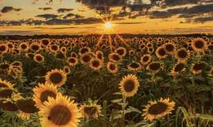Sunflower Fieds