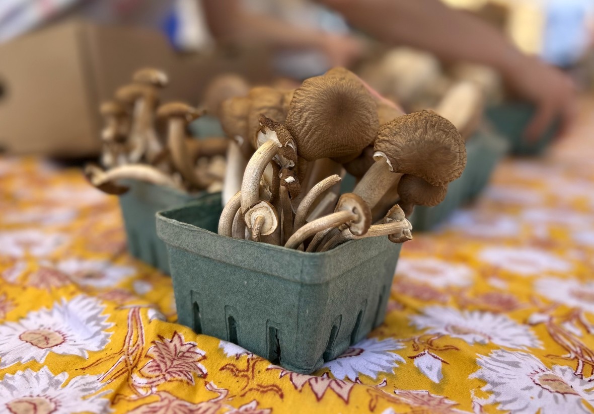 Pleasantville farmers market mushrooms