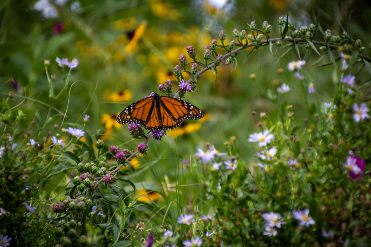 bbg-butterfly MS 50197276512