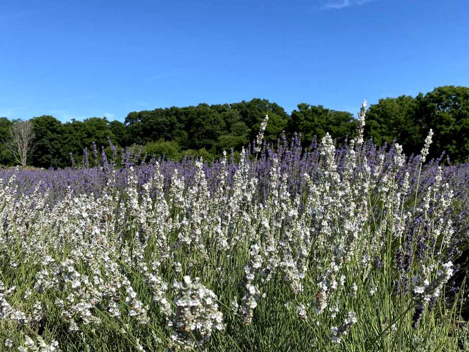 Field of lavender at Lavender by the Bay