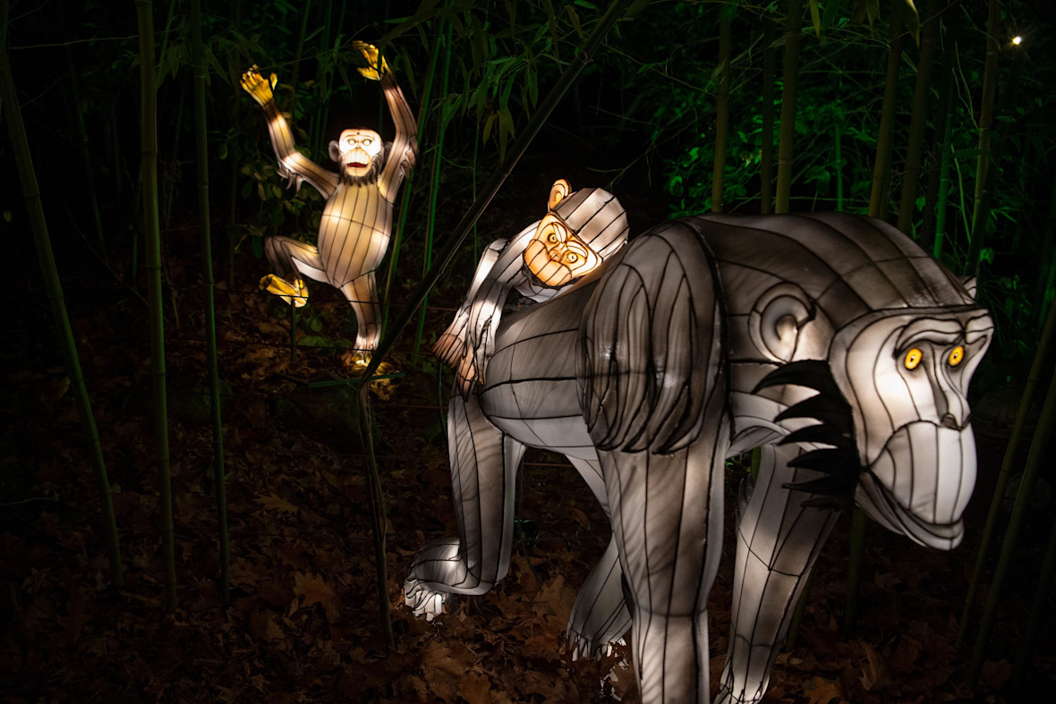 Gorilla Family at the Bronx Zoo's Holiday Lights