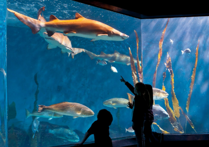 Inside the Maritime Aquarium in South Norwalk