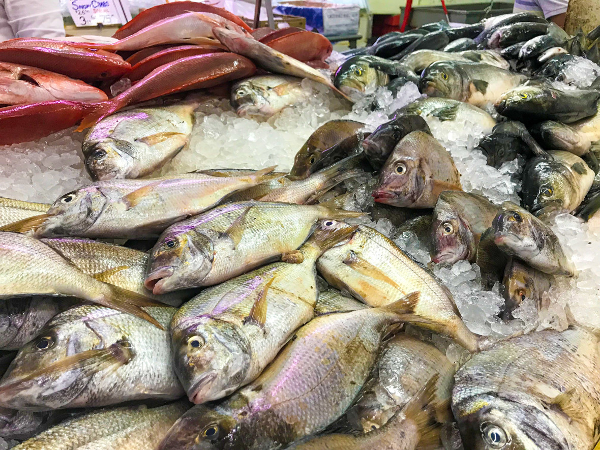 Fresh fish at Two Cousins Fish Market in Freeport