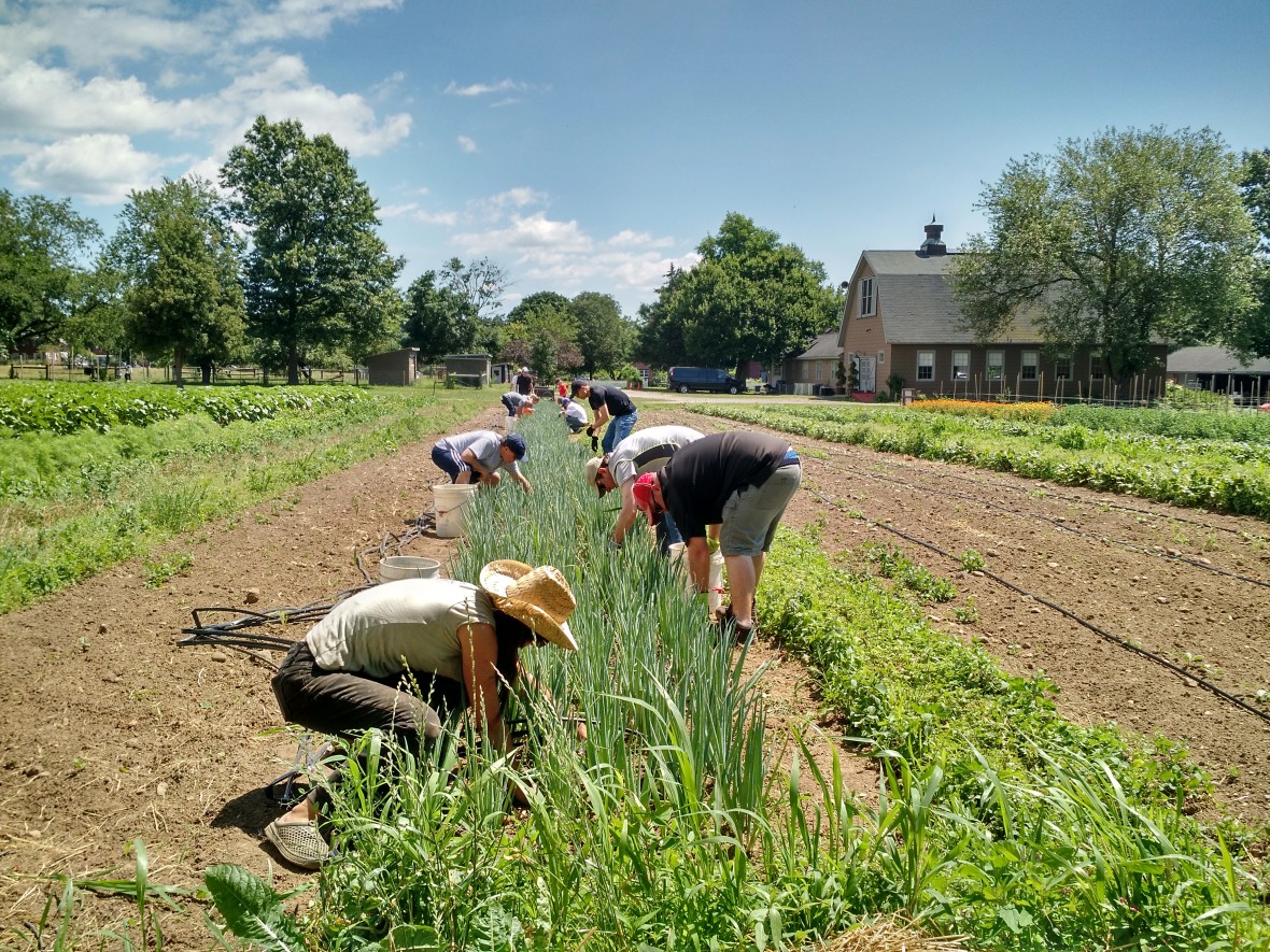 Group of people tending to line of crops in farm field at Queens County Farm Museum