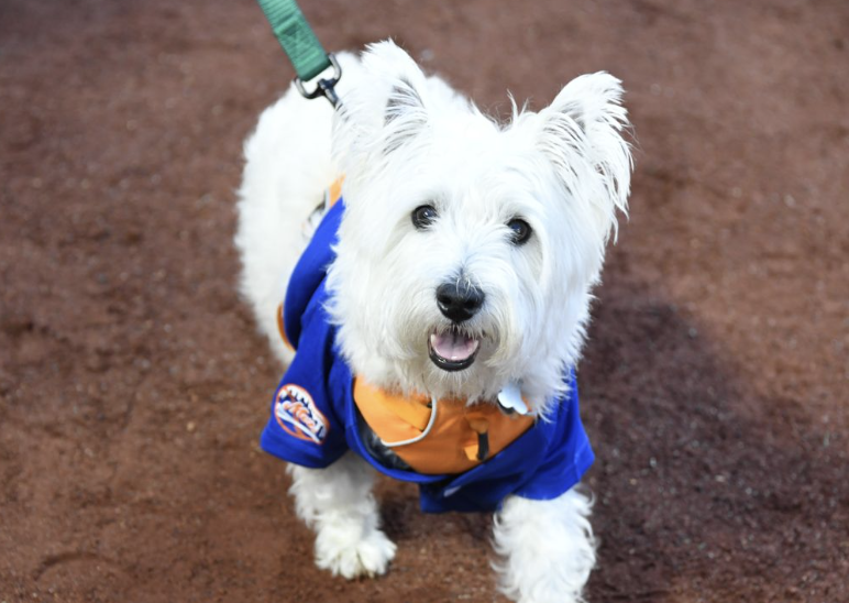 Mets Bark in the Park 