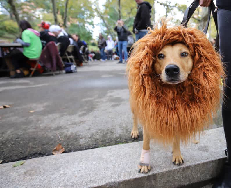 Photos: Fort Greene dog costume contest