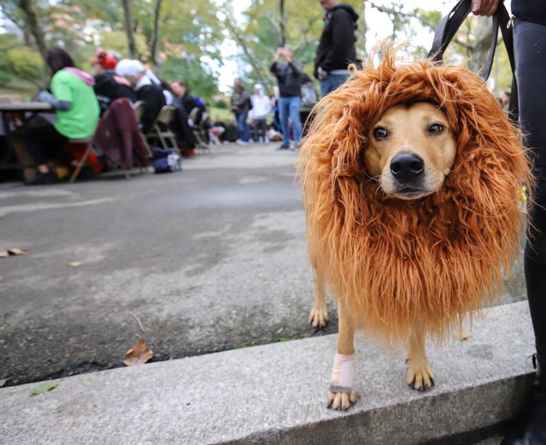 Dog Halloween Lion