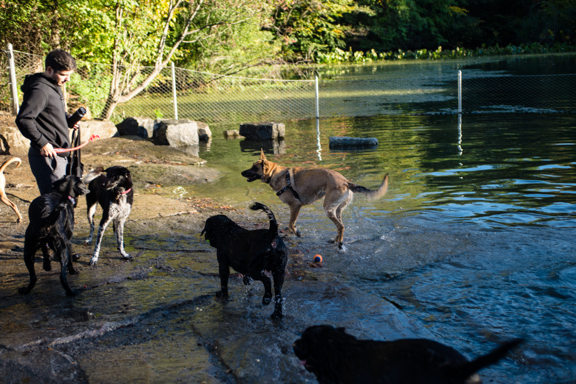 Dogs play and frolic in the water while a man stands at the shore holding a stick at the Prospect Park Dog Beach