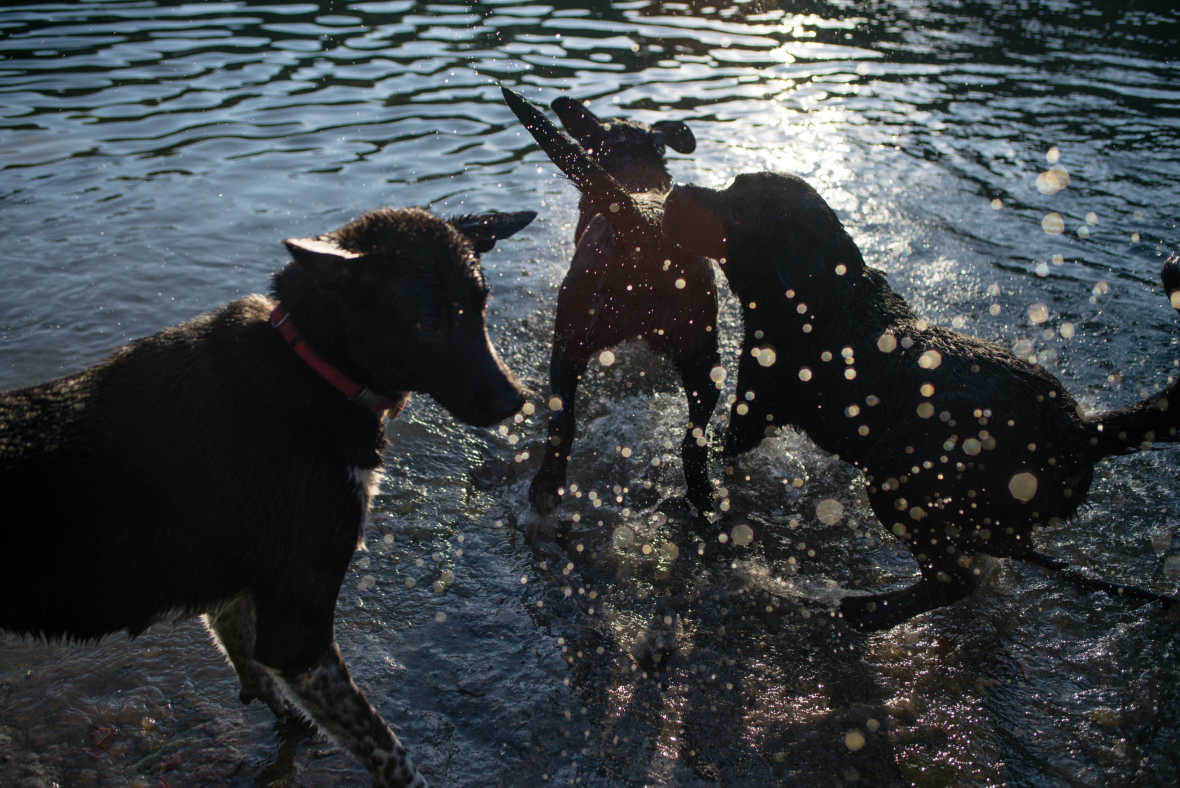 Three dogs frolicking in the water at Prospect Park's Dog Beach