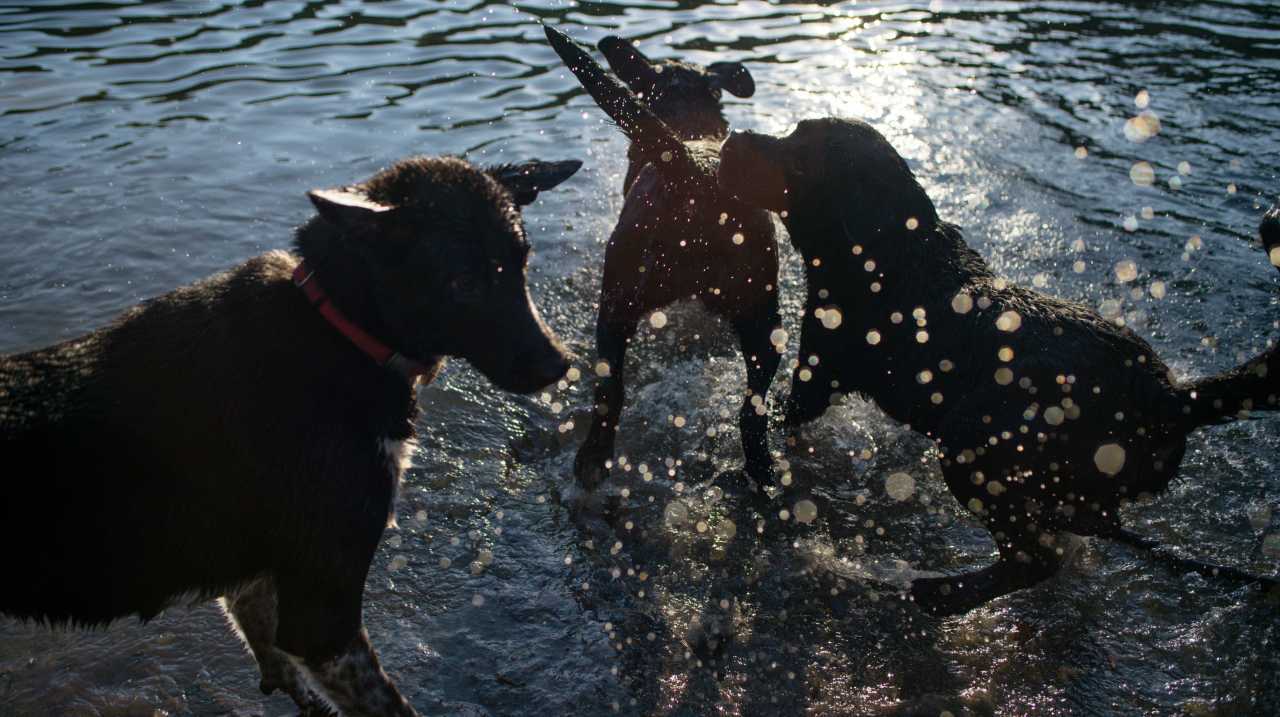 Three dogs frolicking in the water at Prospect Park's Dog Beach
