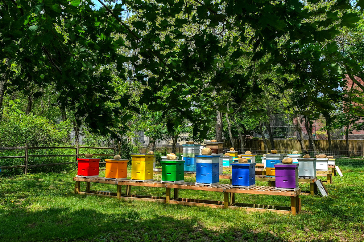 Queens County Farm Museum's colorful Apiary, with beehives in all colors of the rainbow
