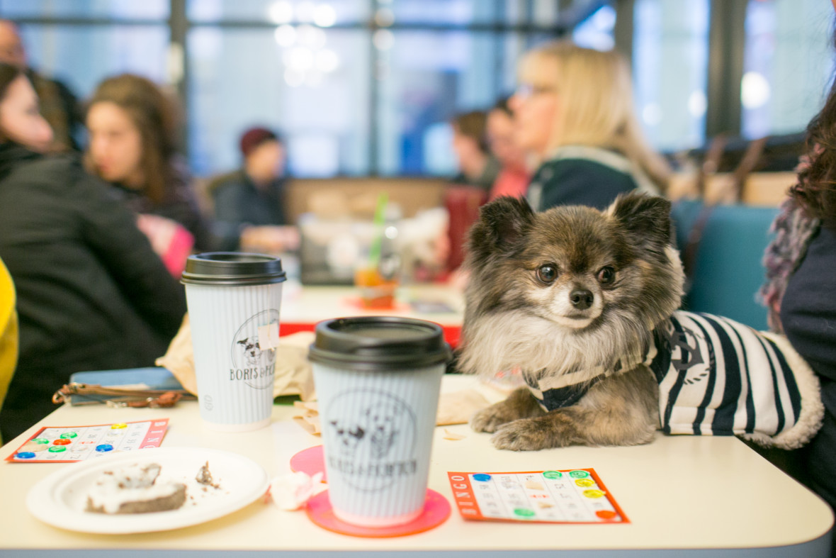 A fluffy black and white dog enjoys his perch on a table at Boris & Horton