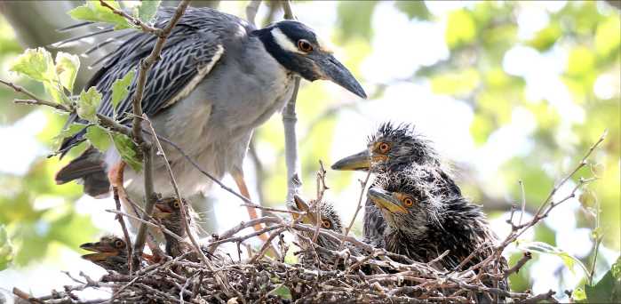 Yellow-crowned Night Heron, Governors Island Bruce Yolton