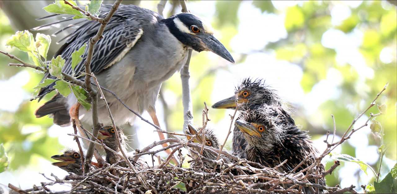 Yellow-crowned Night Heron, Governors Island Bruce Yolton