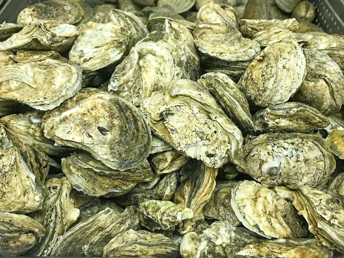 Unshucked oysters from Two Cousins Fish Market in Freeport.