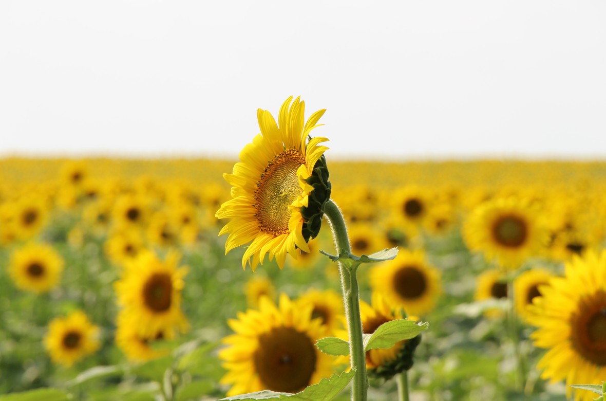 Sunflower field in Mattituck