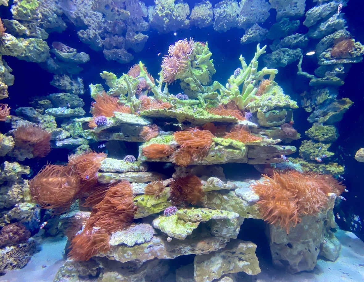 Part of the coral reef at Long Island Aquarium