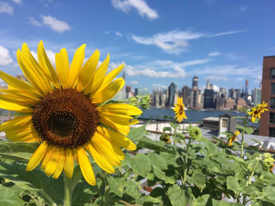 Large yellow sunflower blooming at Eagle Street Rooftop Farm with Manhattan skyline in background