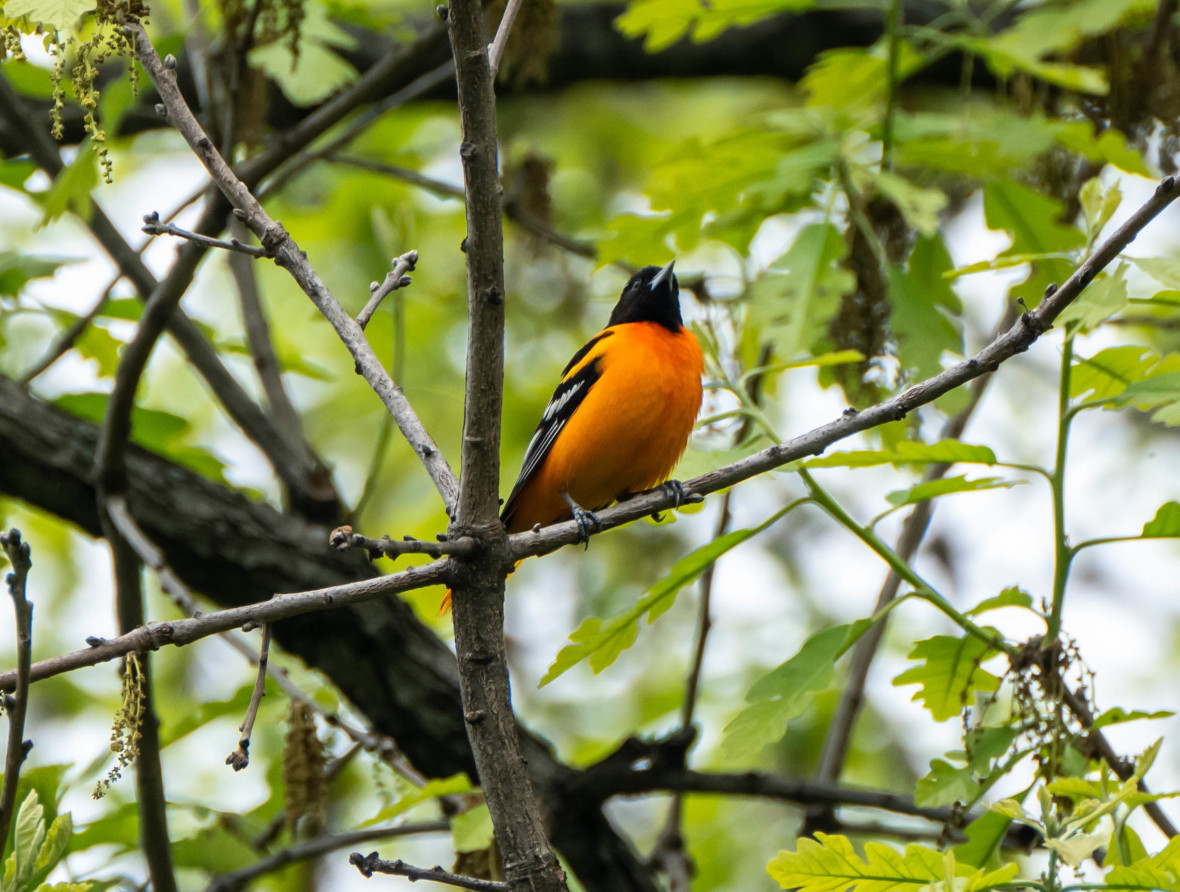 Baltimore Oriole, Central Park Daniel Picard