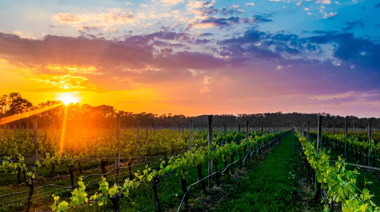 Long Island's wine country