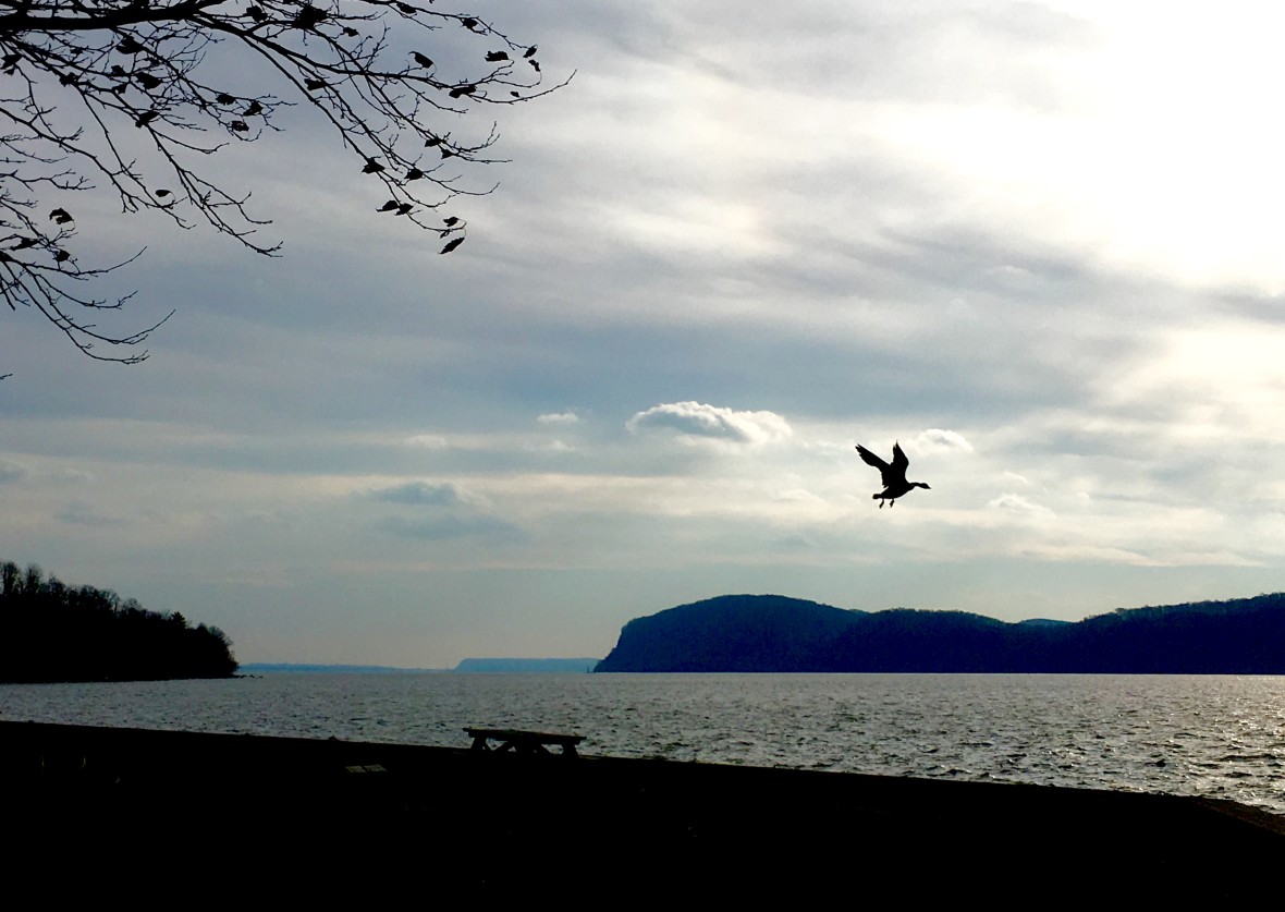 Goose takes flight on the banks of the Hudson River at Croton Point Park