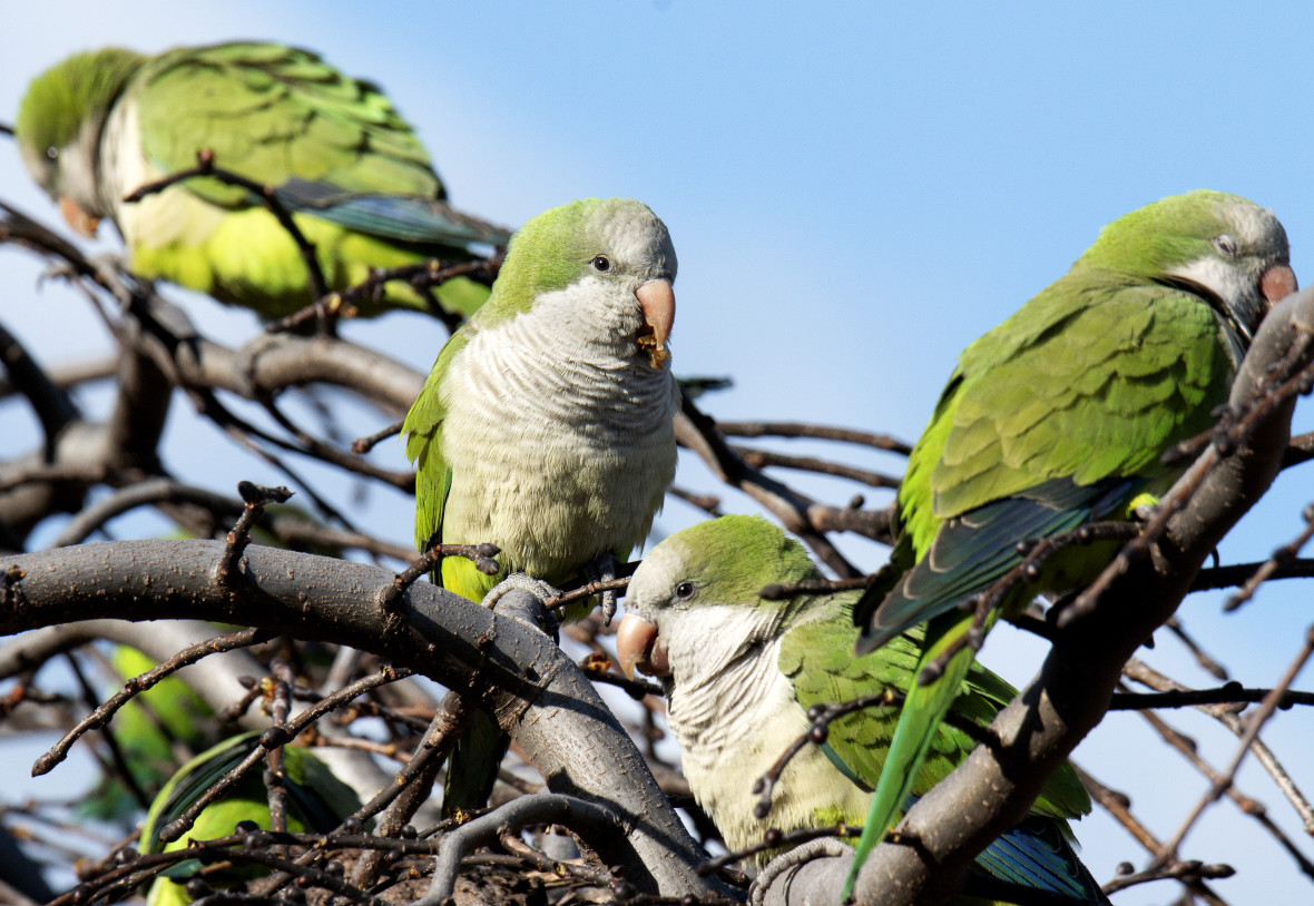 Prospect Park monk parakeets (canopic on Flickr)