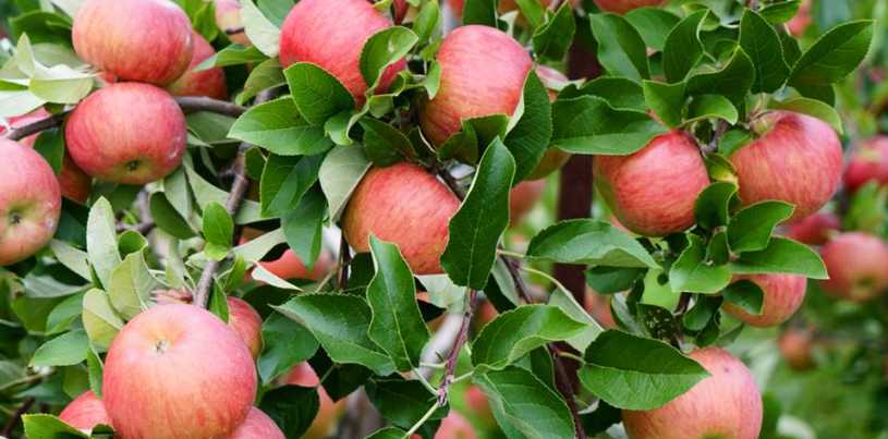 Apple Orchard Harvest Moond