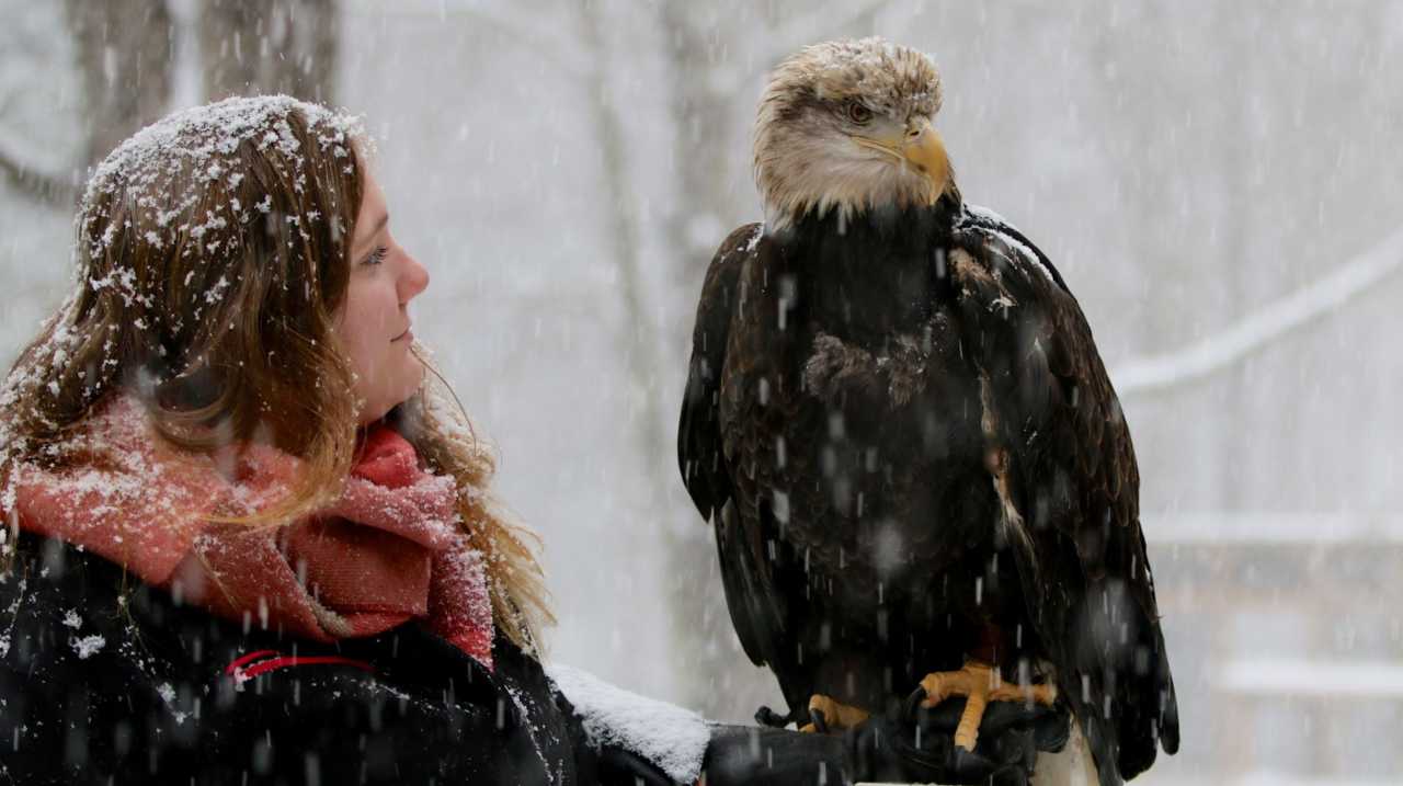 Handler holding bald eagle at Teatown in falling snow