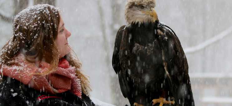 Handler holding bald eagle at Teatown in falling snow
