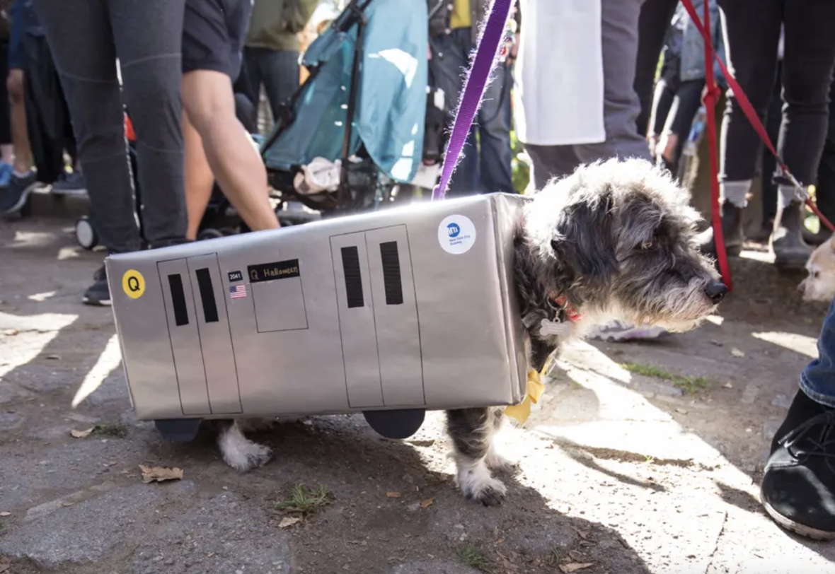 A Guide To NYC's Very Good Dog Halloween Parades
