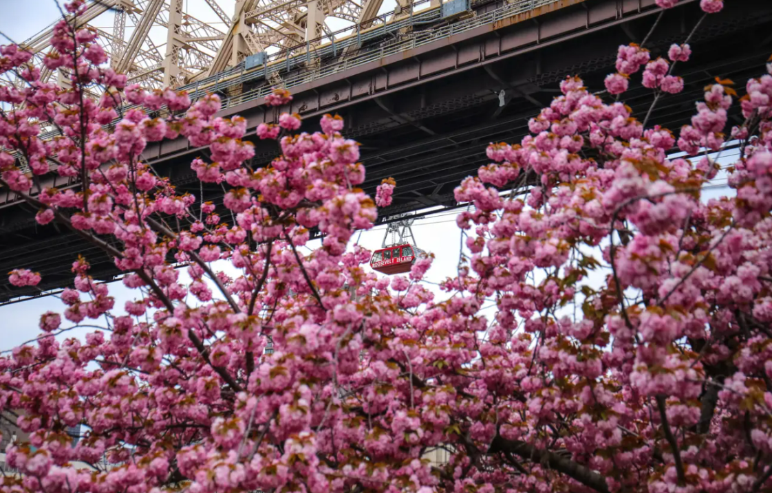 Cherry blossoms on Roosevelt Island