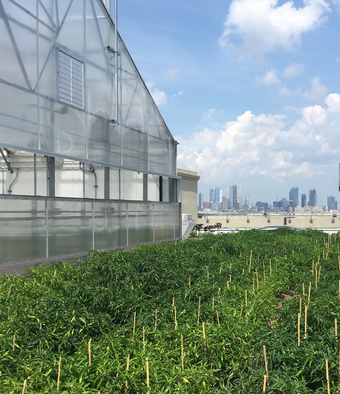 Crops growing next to greenhouse at Brooklyn Grange in Sunset Park with Manhattan skyline in background