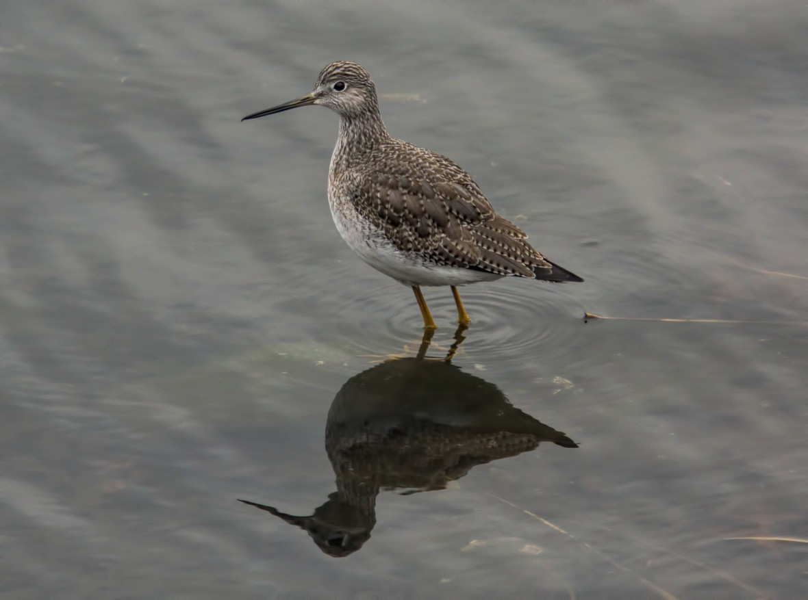 Greater yellowlegs Marine Park