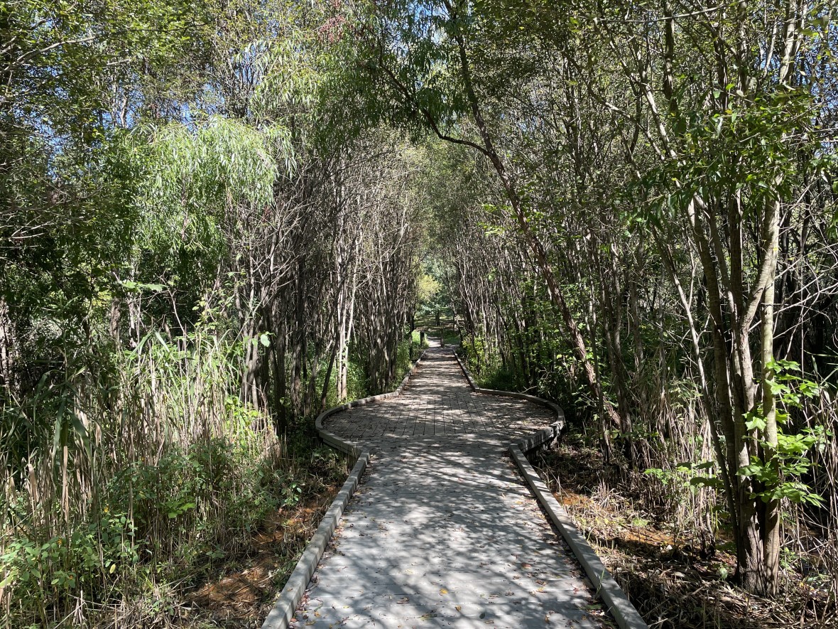 The John Kiernan Nature Trail in Van Cortlandt Park