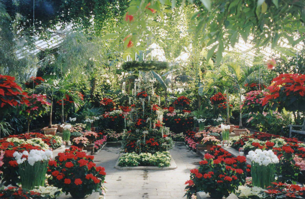 An interior of a greenhouse at Planting Fields filled with greenery and a mix of red, white and pink flowering plants