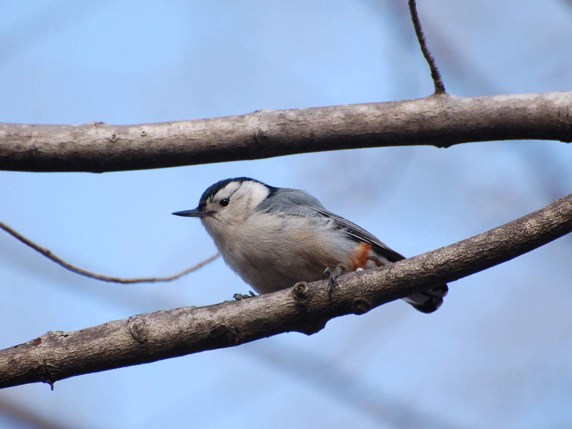 White-breasted nuthatch VCP (Robert on flickr)