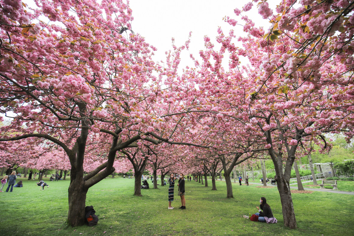 Cherry blossoms in bloom at Brooklyn Botanic Garden