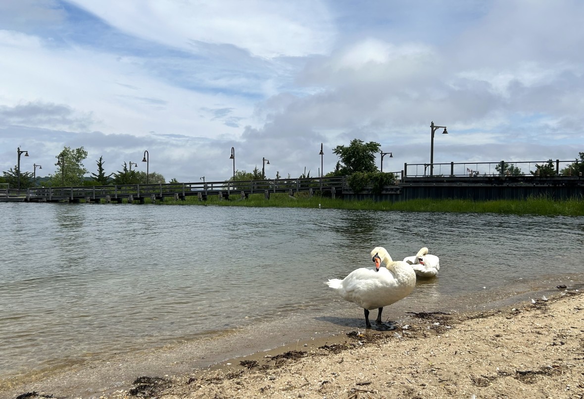 Beekman Beach swans