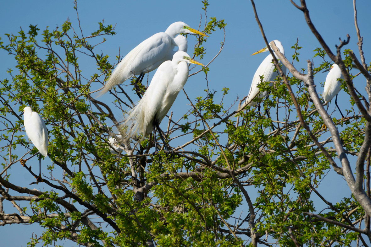 Great Egret, Jamaica Bay NYC Bird Alliance