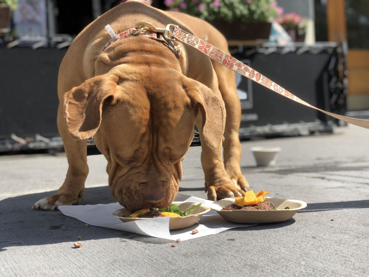 An orangey-tan dog eating a meal from La Contenta Oeste on the sidewalk of the outdoor patio