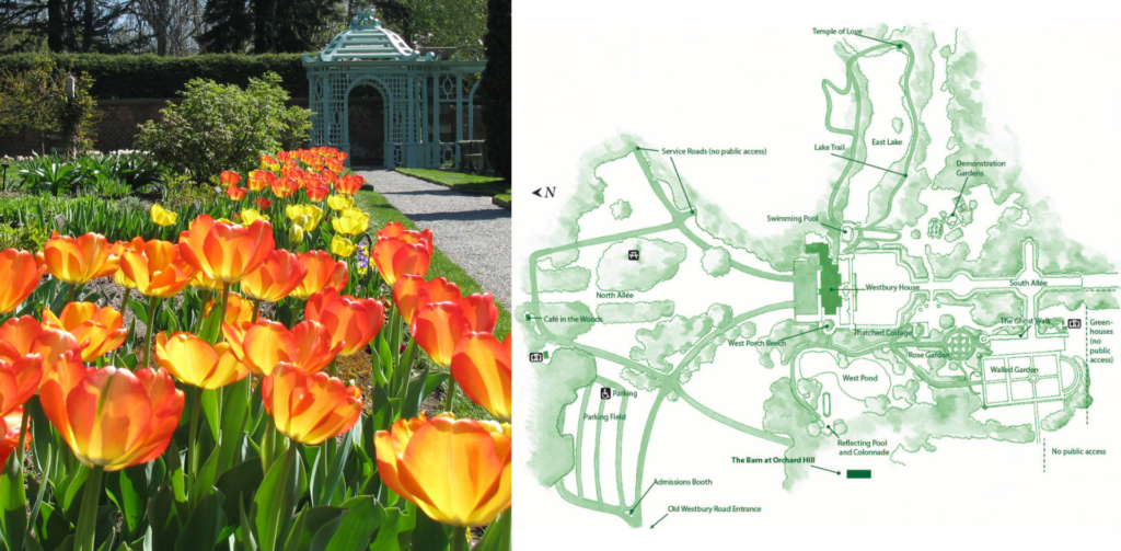 Bright yellow-red tulips bloom at Old Westbury Gardens on the left with a map of the property on the right